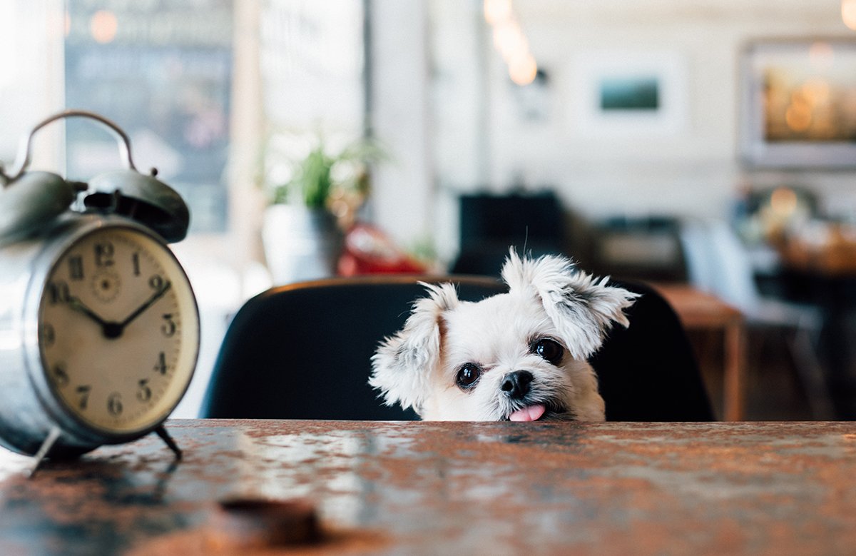 vericlock-time-tracking-img-careers-dog-clock2